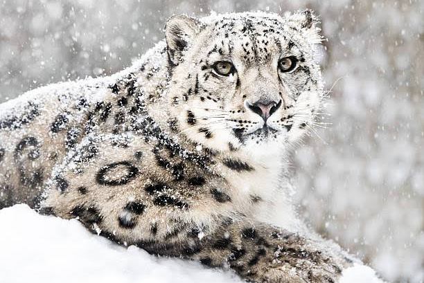 Guardians of the High Himalayas: A New Model of Conservation in Ladakh